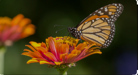 https://pussmoth.com/las-mariposas-monarca-regresan-a-lo-grande